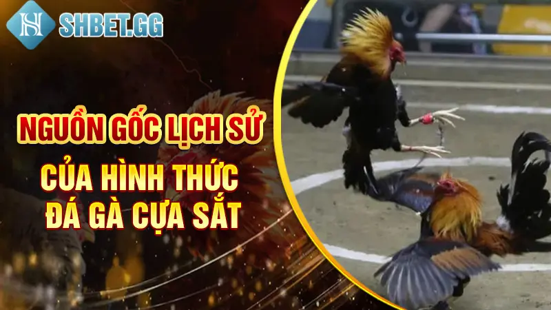 Nguồn gốc lịch sử của hình thức đá gà cựa sắt