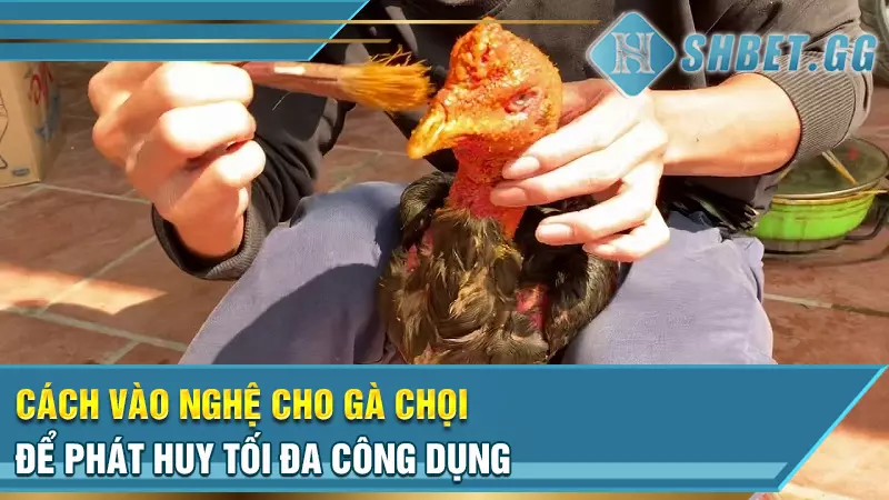 Cách vào nghệ cho gà chọi để phát huy tối đa công dụng