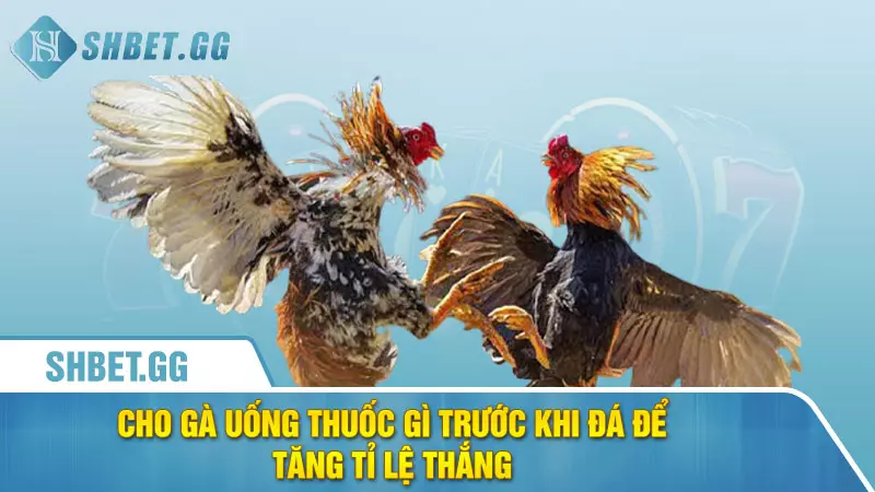 Cho gà uống thuốc gì trước khi đá để tăng tỉ lệ thắng