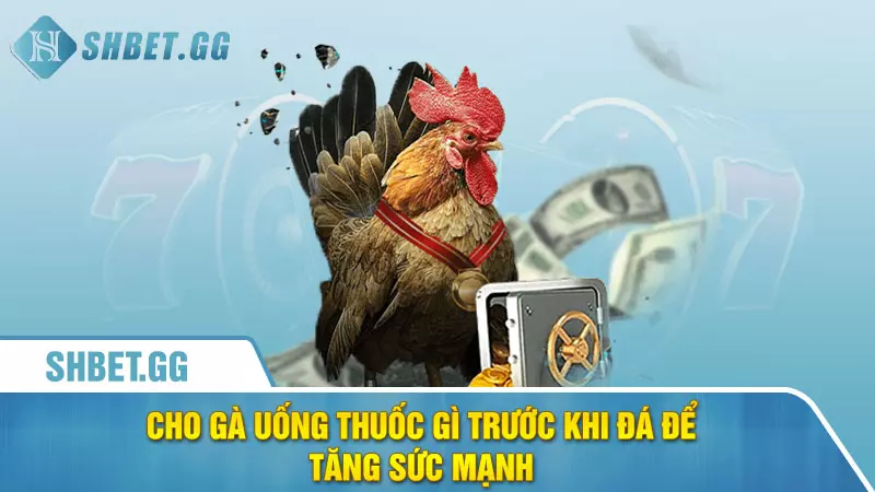 Cho gà uống thuốc gì trước khi đá để tăng sức mạnh