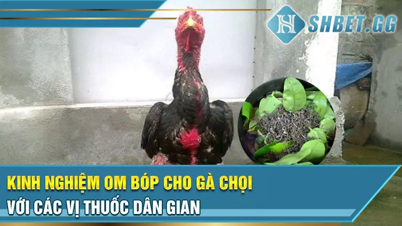 Kinh nghiệm om bóp cho gà chọi với các vị thuốc dân gian