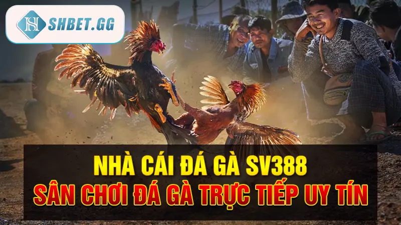 Nhà cái đá gà sv388 - Sân chơi đá gà trực tiếp uy tín