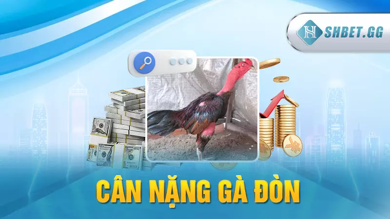 Cân nặng gà đòn