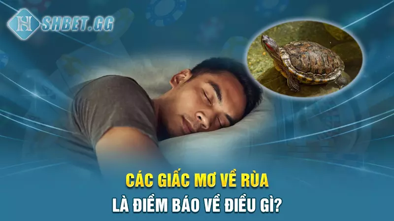 Các giấc mơ về rùa là điềm báo về điều gì?