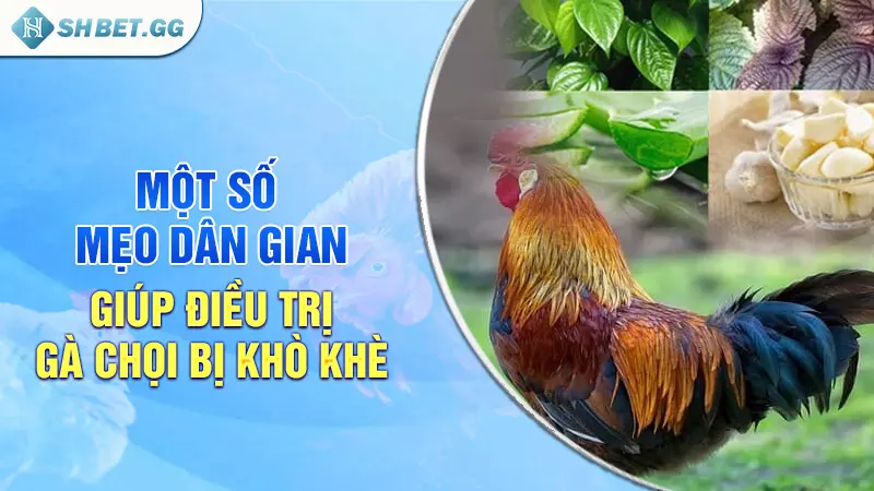 Một số mẹo dân gian giúp điều trị gà chọi bị khò khè