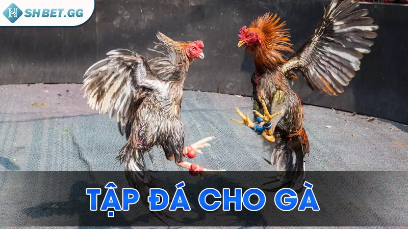 Tập đá cho gà